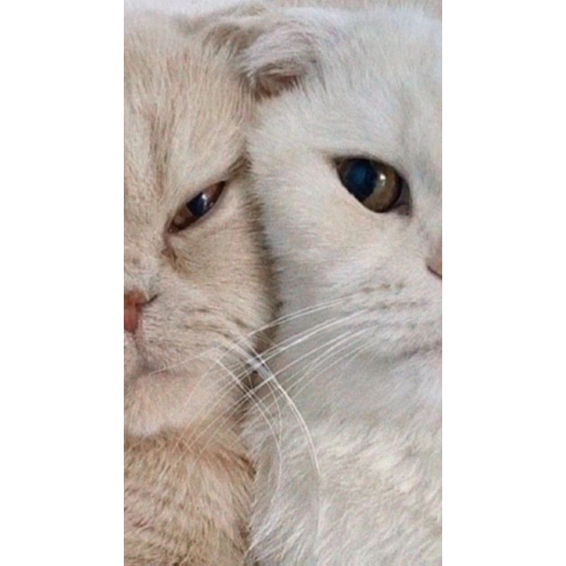 BLOK NINJA MAU DI OB