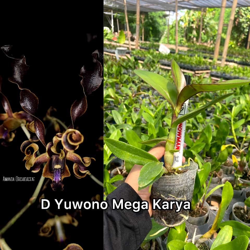 Anggrek Dendronium Yuwono Mega Karya