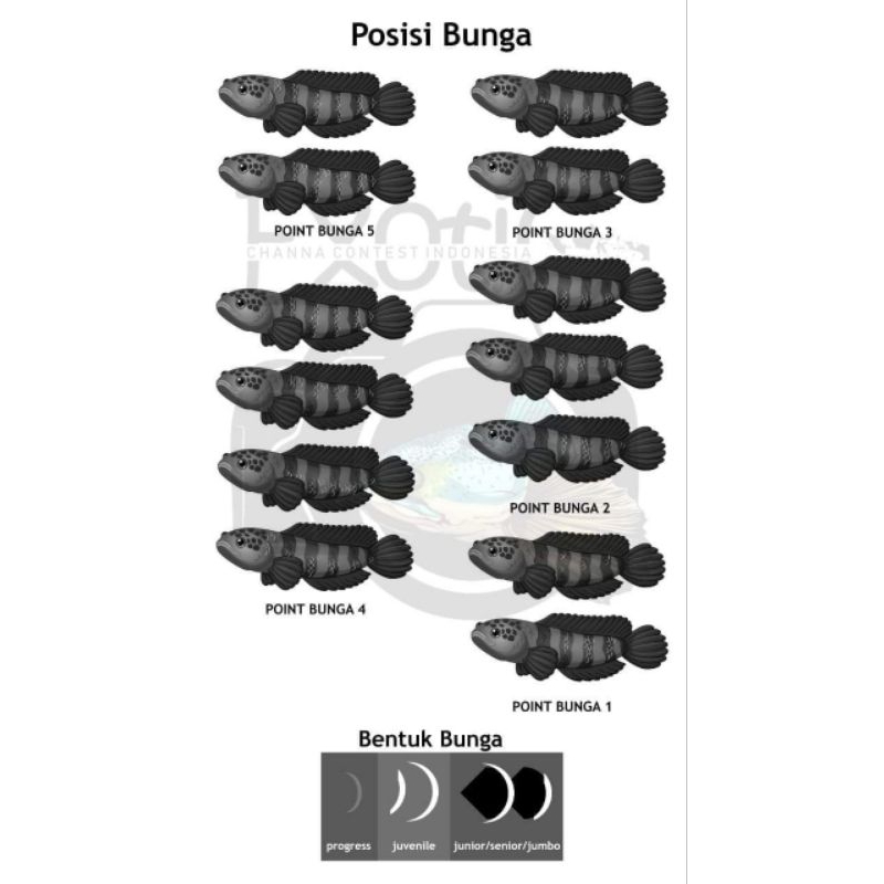 

stiker chana stewarti 10-12 cm