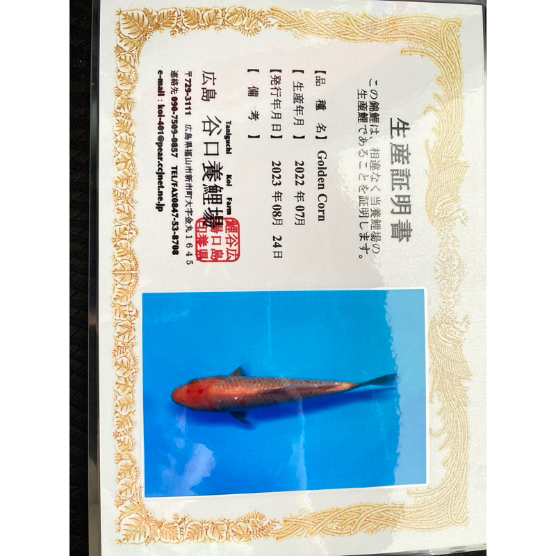 ikan koi import jepang Golden Corn Tanaguchi Farm sertificate 40cm