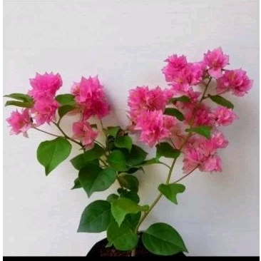 Tanaman Hias Bunga Bougenville Hawai Pink - Bunga Bougenville