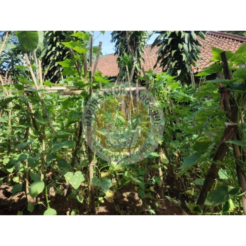 

Termurah!! ,Timun segar