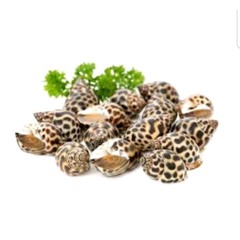 

kerang macan fresh harian 1 kg