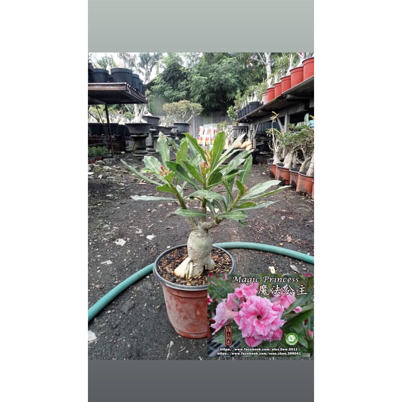 adenium bunga tumpuk size C
