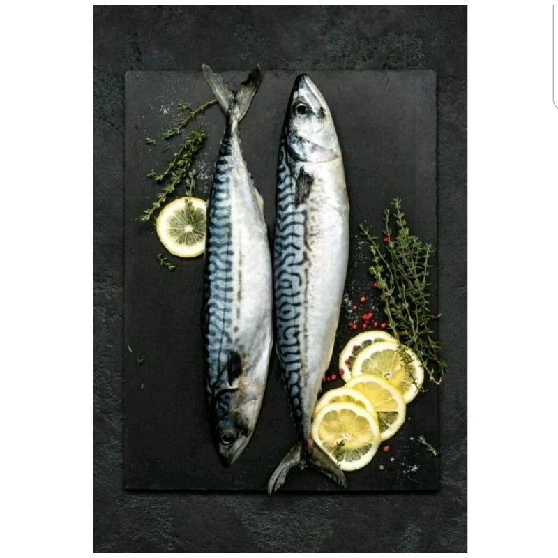 

ikan salem fresh harian 1 kg