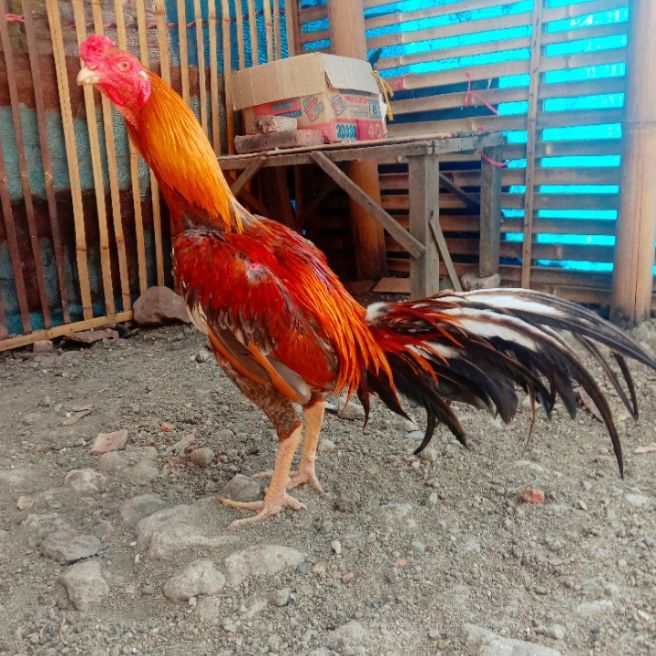 Telur Ayam Bangkok Wangas Untuk Di Tetaskan
