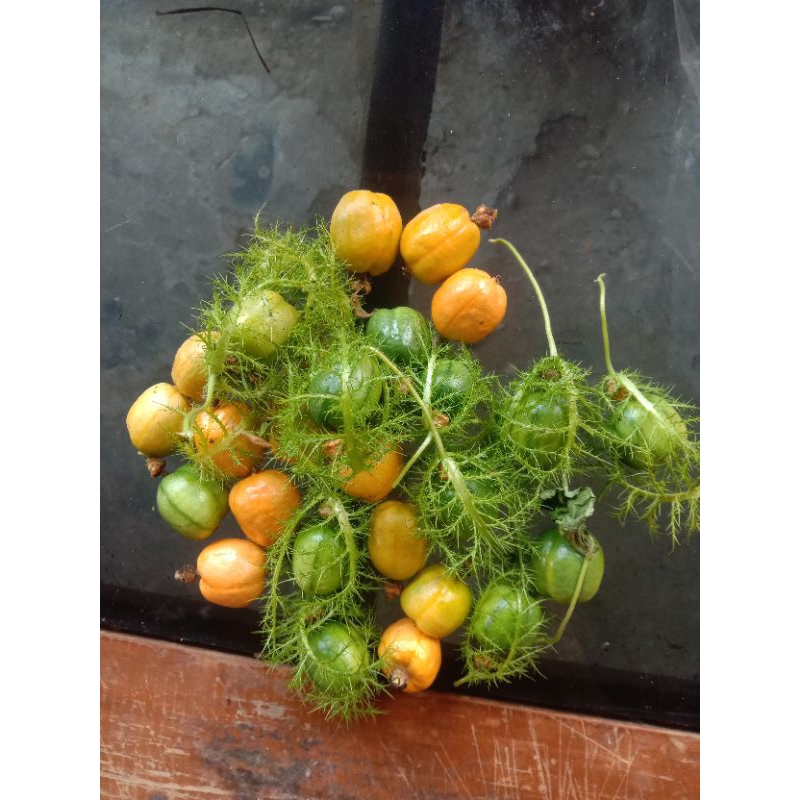 

Buah Rambusa Atau Markisa Hutan Markisa Mini 1 Kg