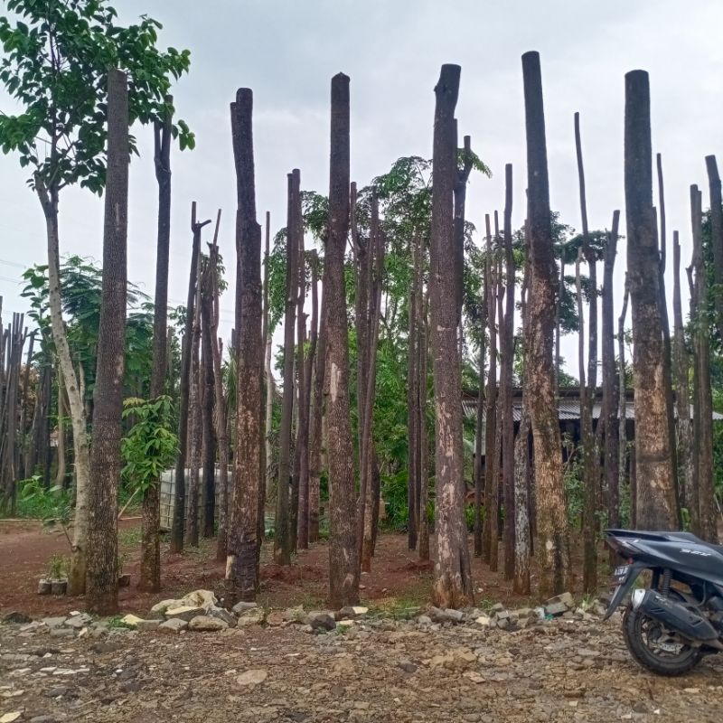 pohon pule - Tanaman Hias Pohon pule besar