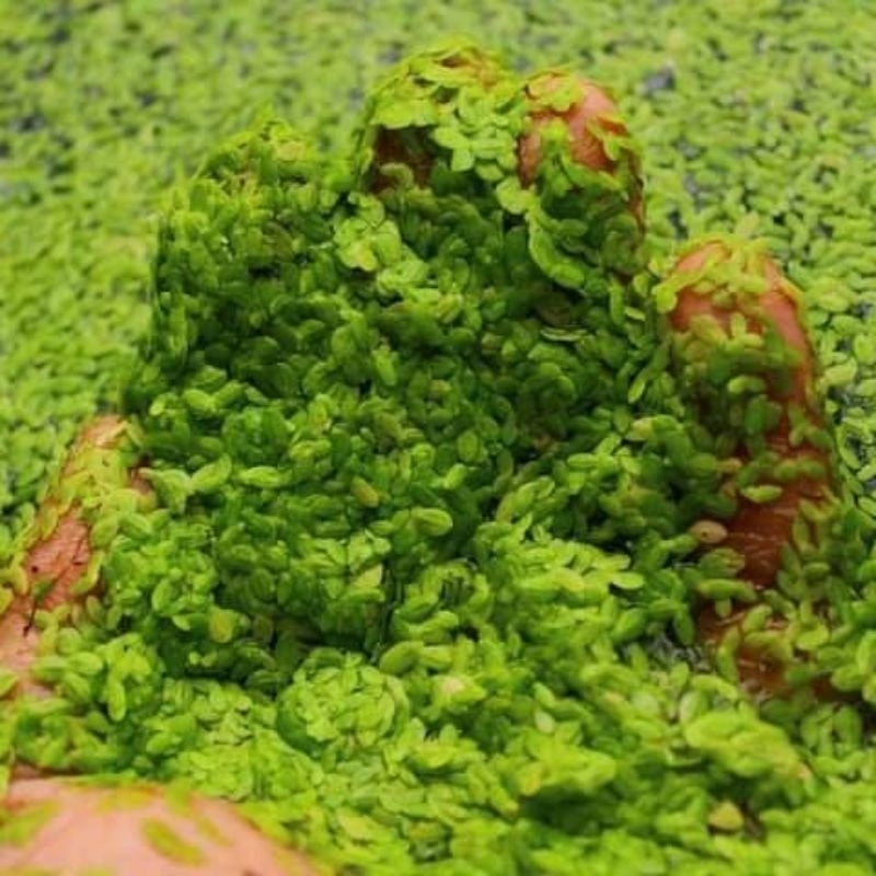 lemna minor // mata lele  // Pakan alternatif // baca deskripsi