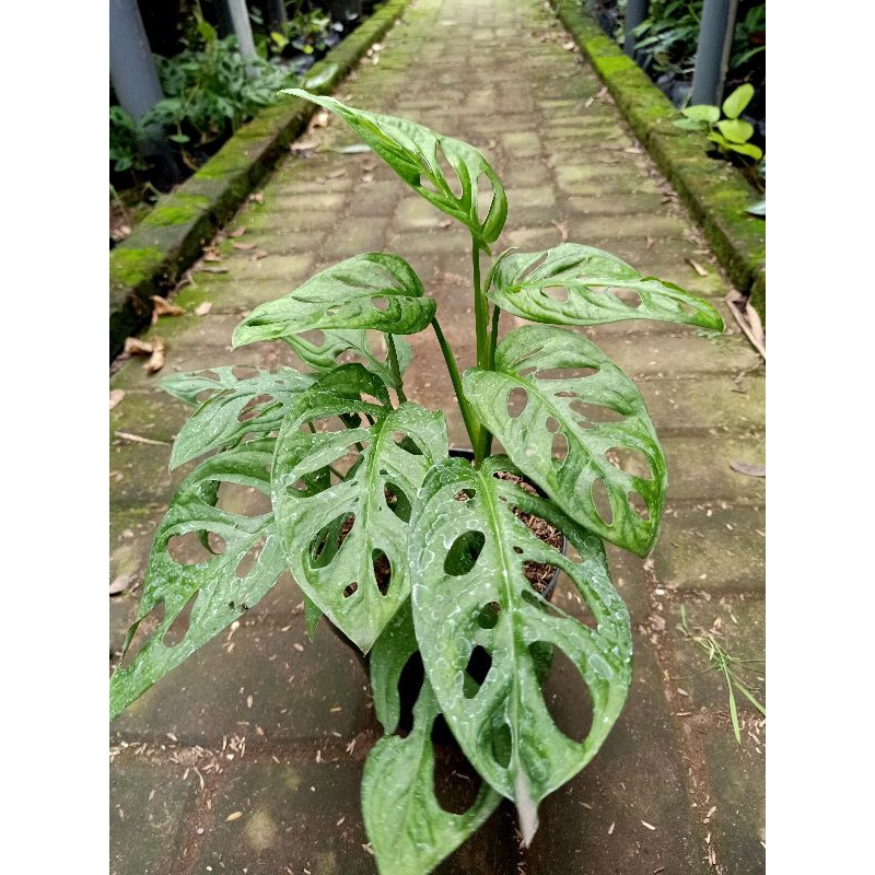 BIBIT BUNGA JANDA BOLONG.BIBIT TANAMAN JANDA BOLONG.BUNGA JANBOL.MONSTERA ANDANSONI..MONSTERA ACUMIN