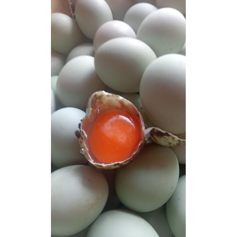 

telur bebek mentah fresh