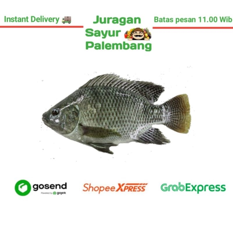 

Ikan Nila - Juragan Sayur Palembang