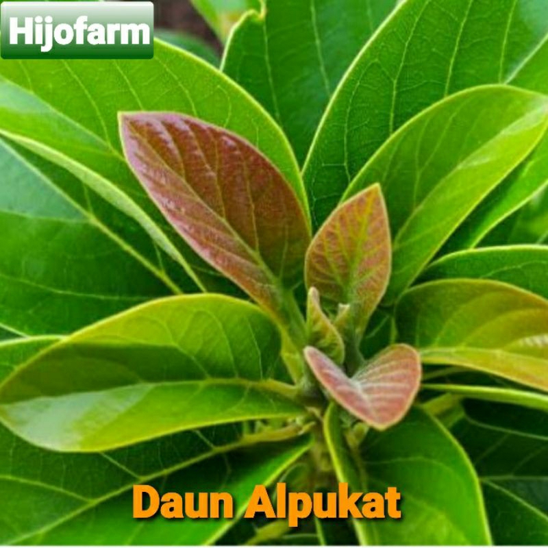 

Daun Alpukat Segar 100 Gr