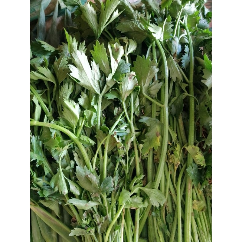 

daunseledrisegar500g