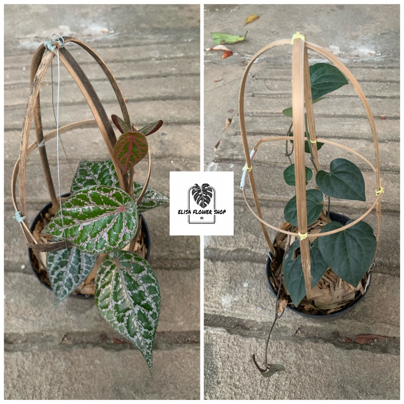 paket 2 tanaman sirih hitam sirih merah plus pot