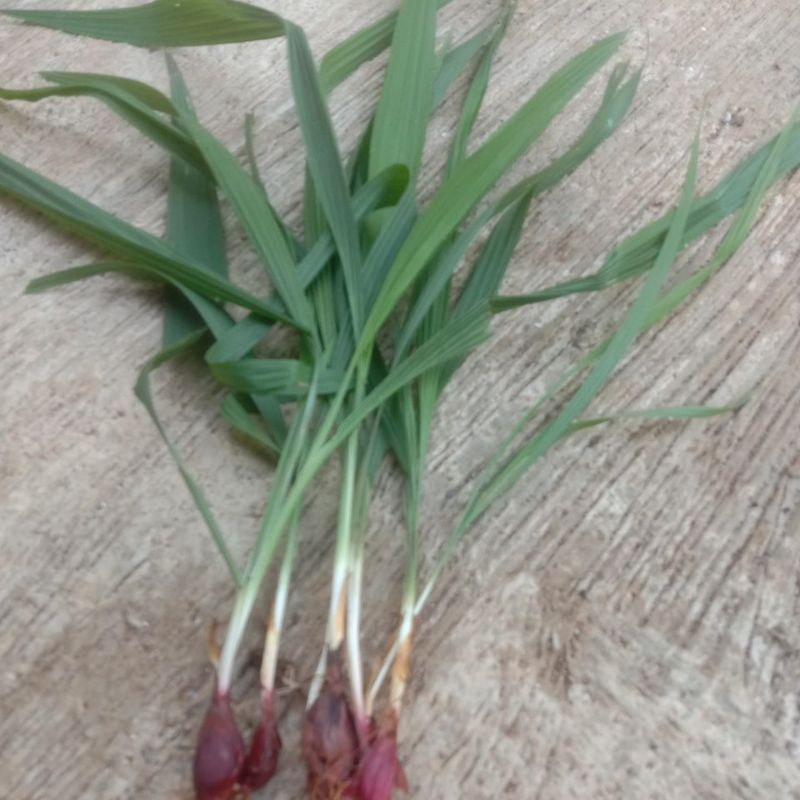 

umbi bawang dayak