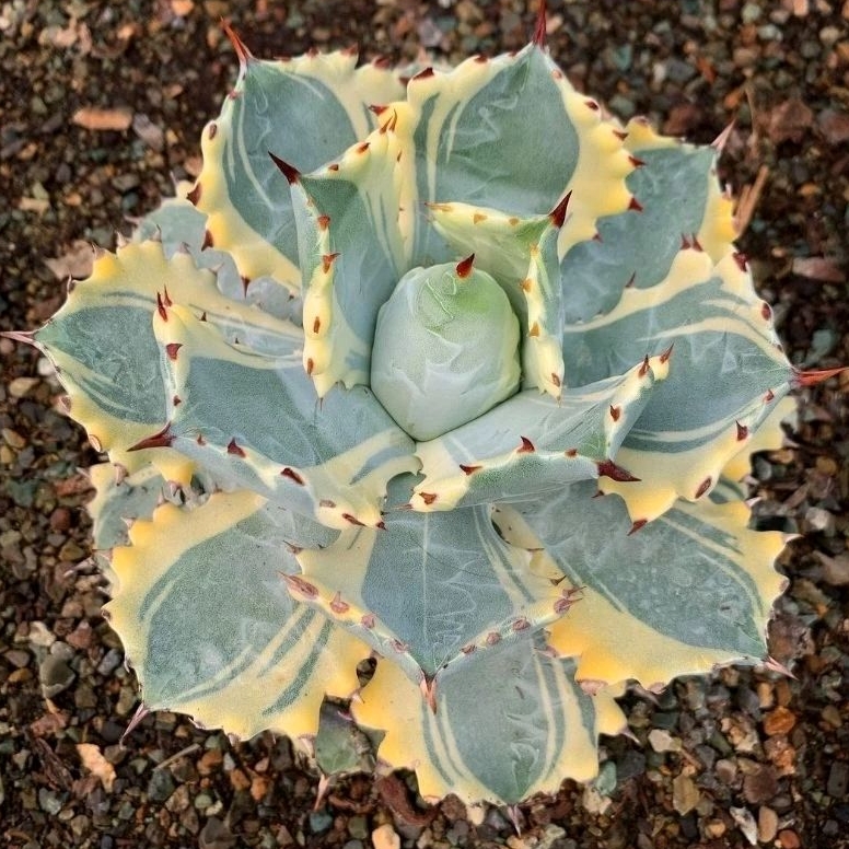 Agave Kabutogani varigata