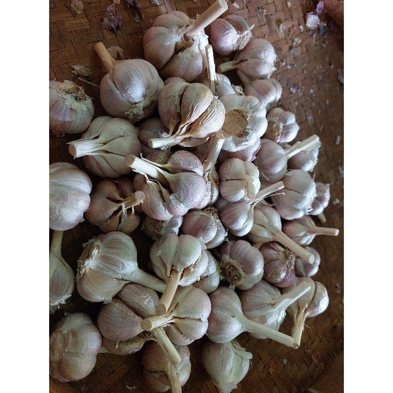 

bawang putih kating 500 gr