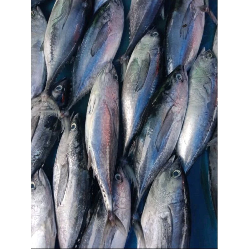 

ikan tongkol segar 1 kg