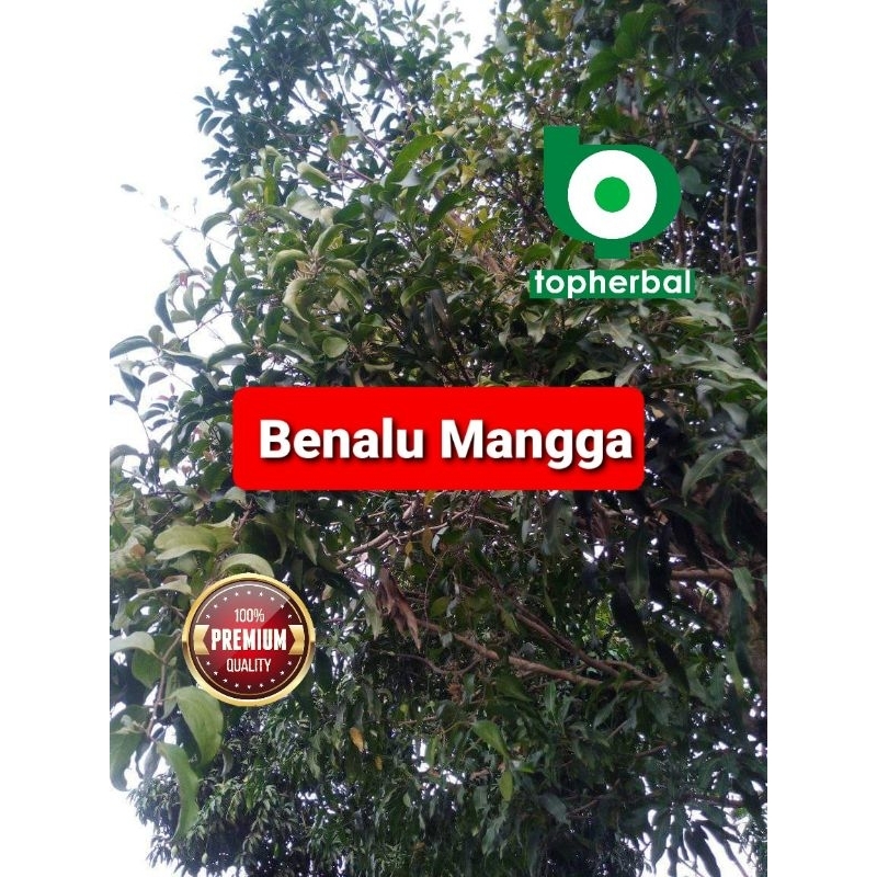 

Daun Benalu Mangga Kering Hijau 1000 Gram