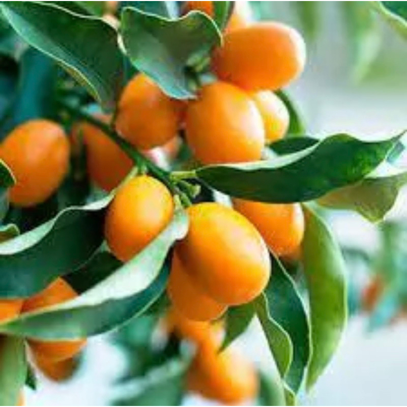 Bibit buah jeruk nagami sudah berbuah