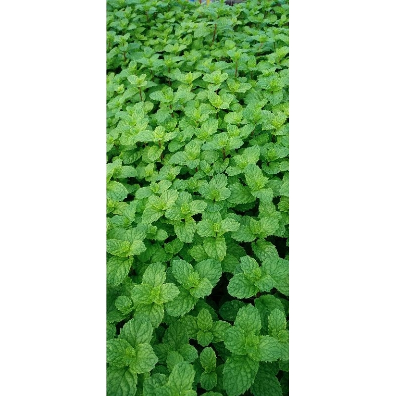 

Daun Mint Segar 250 Gram