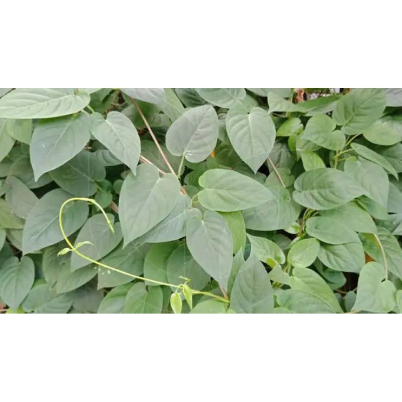 

Daun Sembukan/ Daun Kentut Segar 100 Lembar