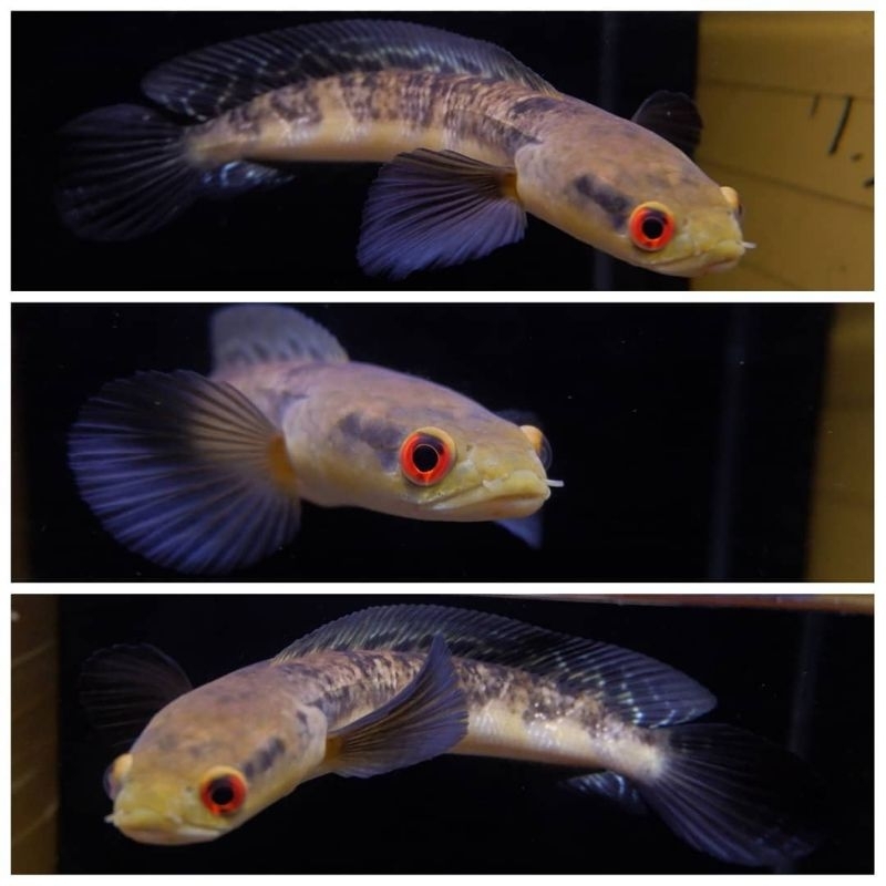 maru Oren Riau 5-6cm/maru riau