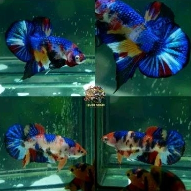 pair cupang multicolour metalic