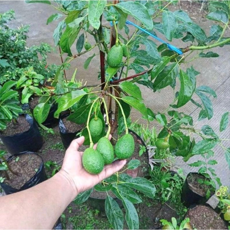 Bibit buah alpukat hass hasil okulasi