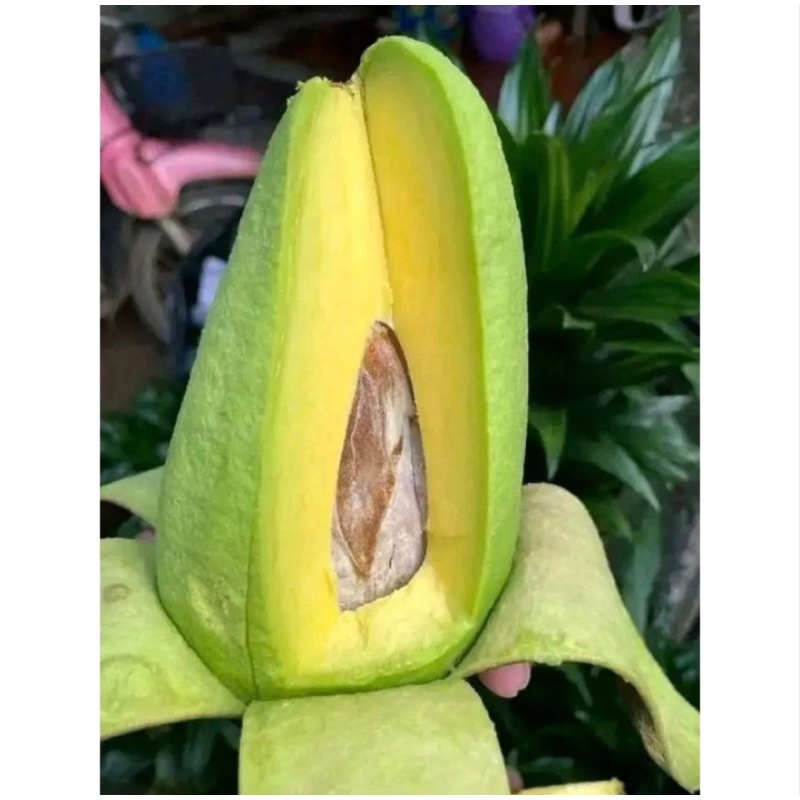 Bibit buah alpukat mentega cangkok cepat berbuah