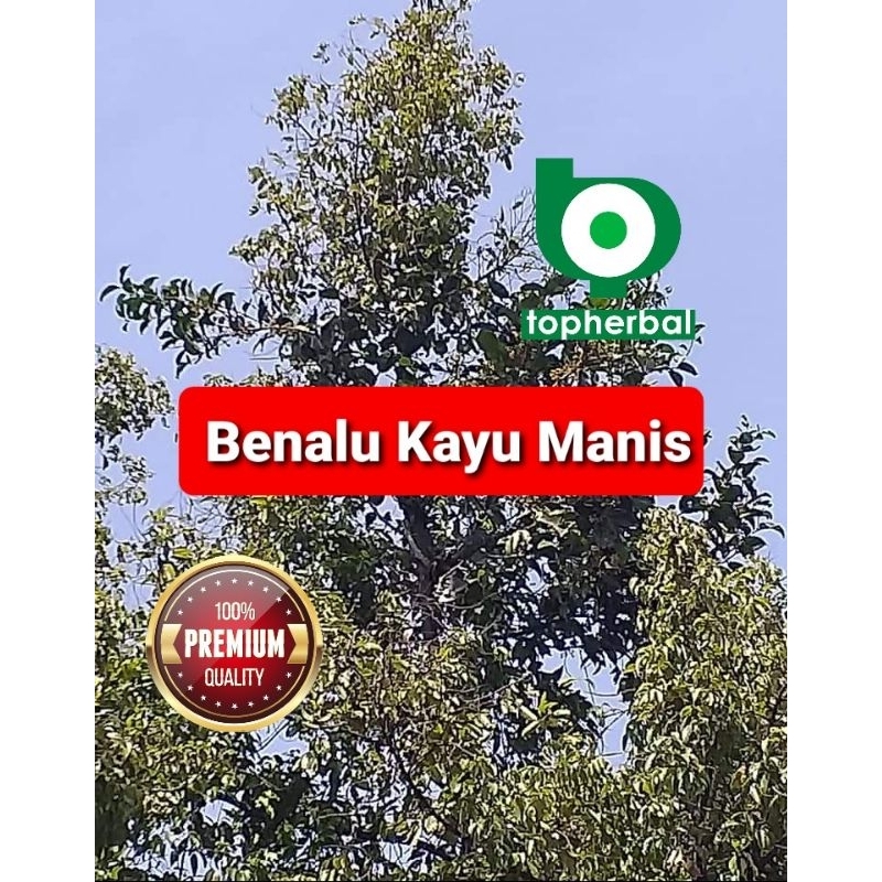 

Benalu Kayu Manis Fresh/Basah Langsung Petik 500 Gram