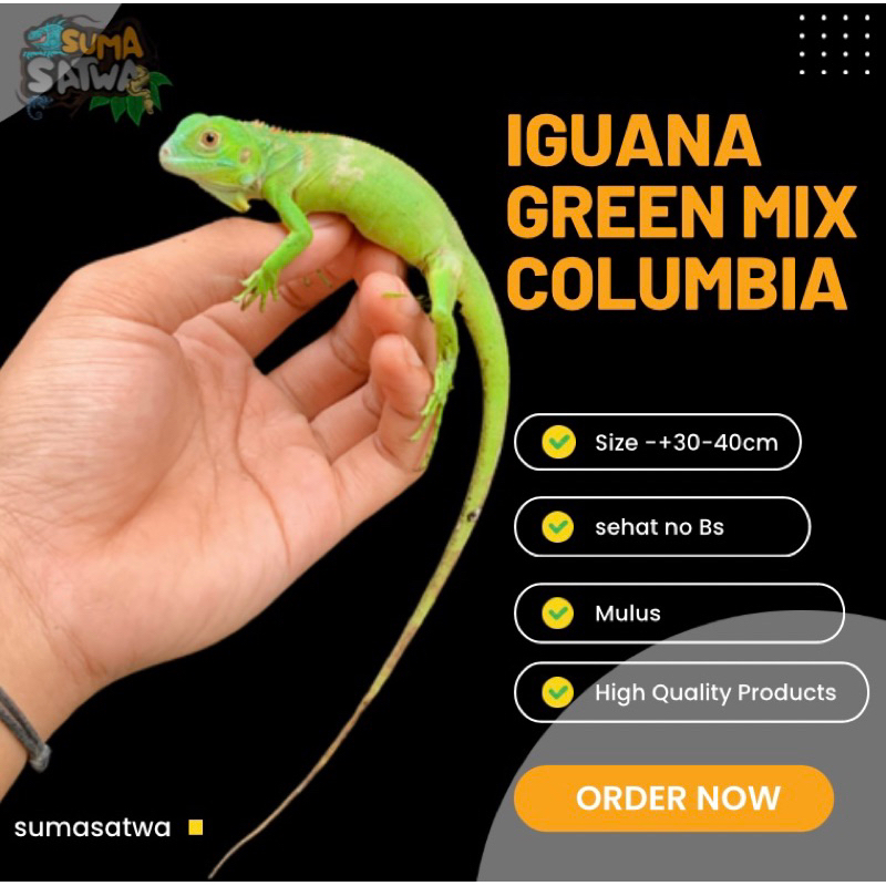 wallpaper iguana green