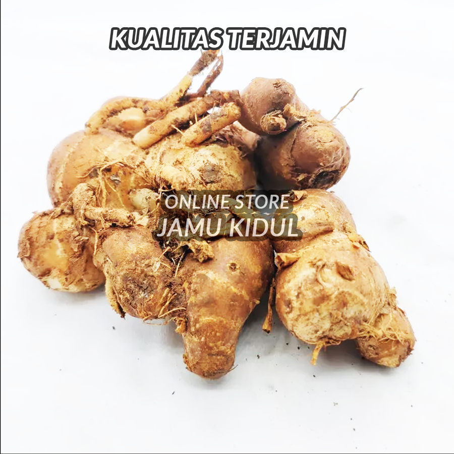 

Kencur Segar 500gr Asli Murah