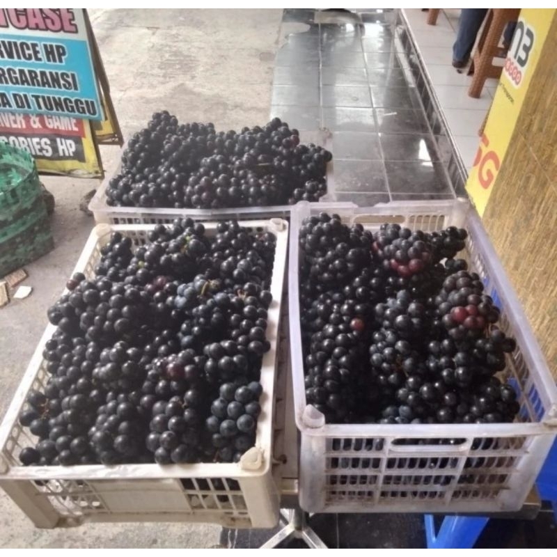 

PROMO ANGGUR MURAH 18K