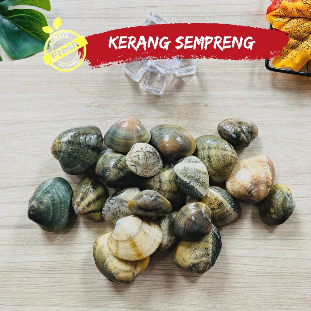 

Kerang Sempreng Fresh Frozen Kerang Cempreng