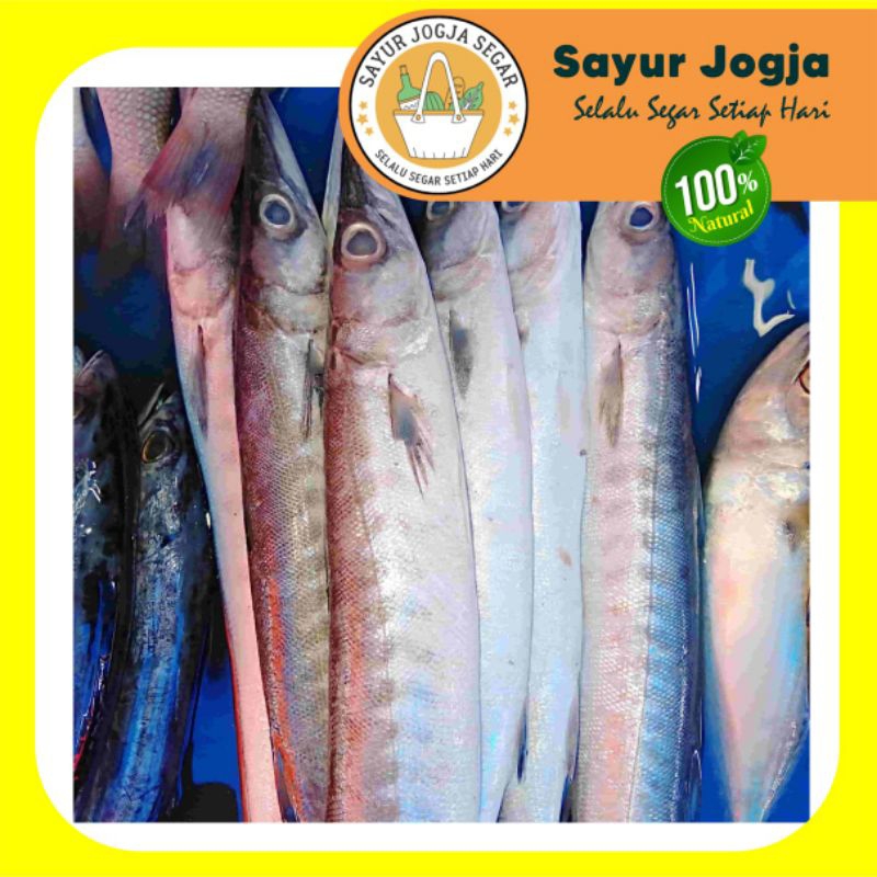 

IKAN CUCUT / BARAKUDA PER 500 GRAM