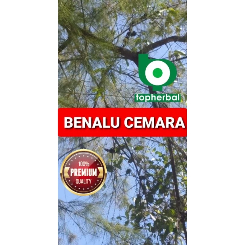 

Benalu Cemara 500 Gram Kering Hijau