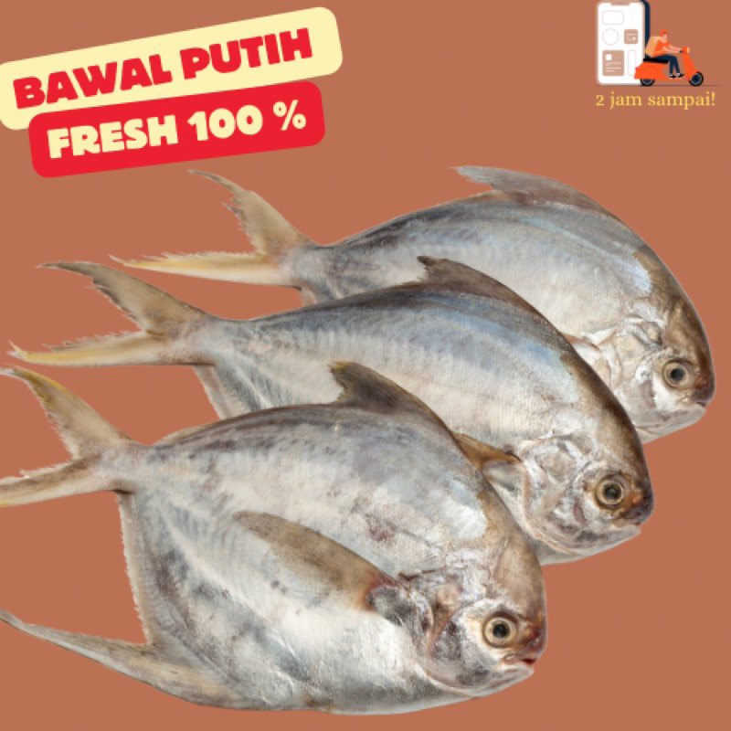 

Ikan Bawal Putih Fresh Bandung Fish 500 Gram KIRIM INSTAN BANDUNG