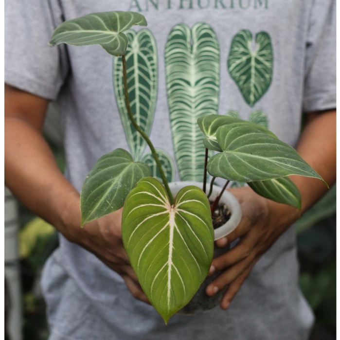 Philodendron Gloriosum White Viens