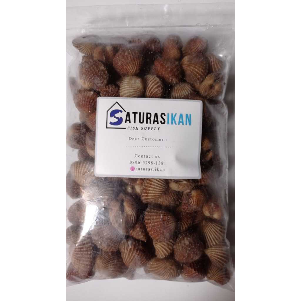 

Kerang Dara