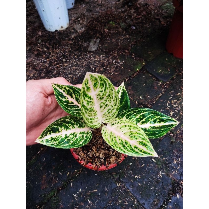 Aglonema widuri putih tanian lokal