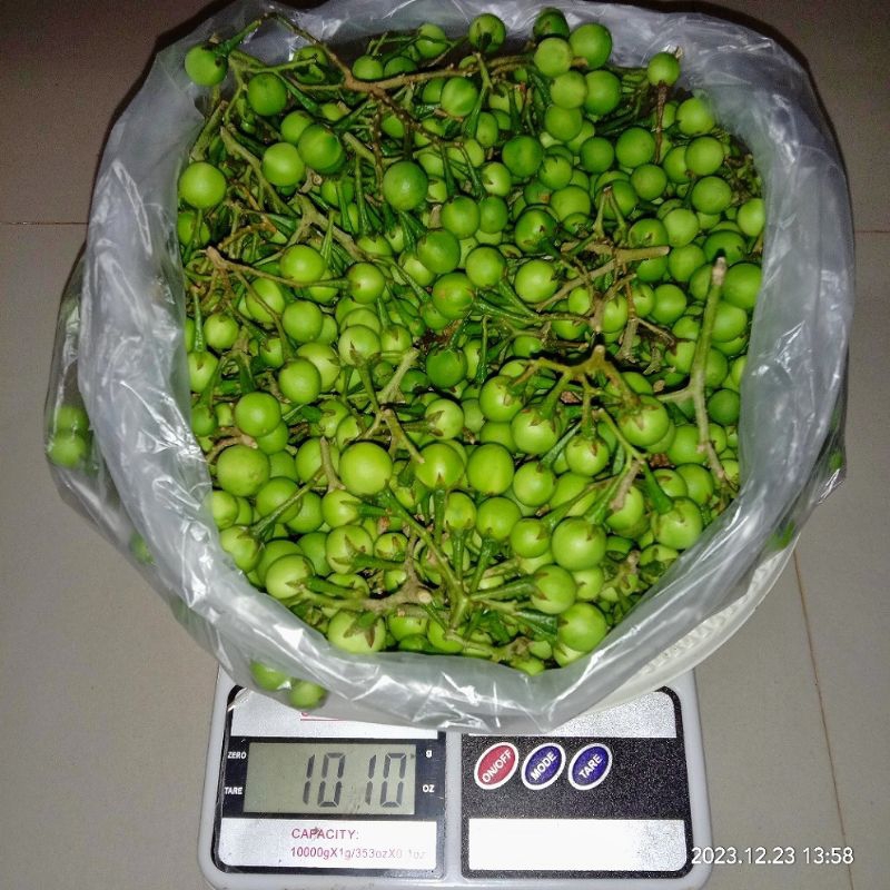 

[PO] Cepokak 1 kg by SECA STORE - [Jadwal Cek ke Kebon Setiap Hari Minggu] - Cepokak/Pokak/Tekokak/Takokak/Tapokak/Tepokak - [HASIL PANEN DARI KEBON SENDIRI]