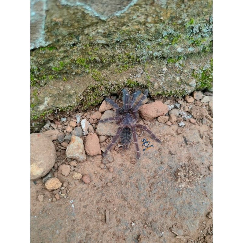 Sling - Juve Omothymus Sp Magnus || Femur Tiger Tarantula