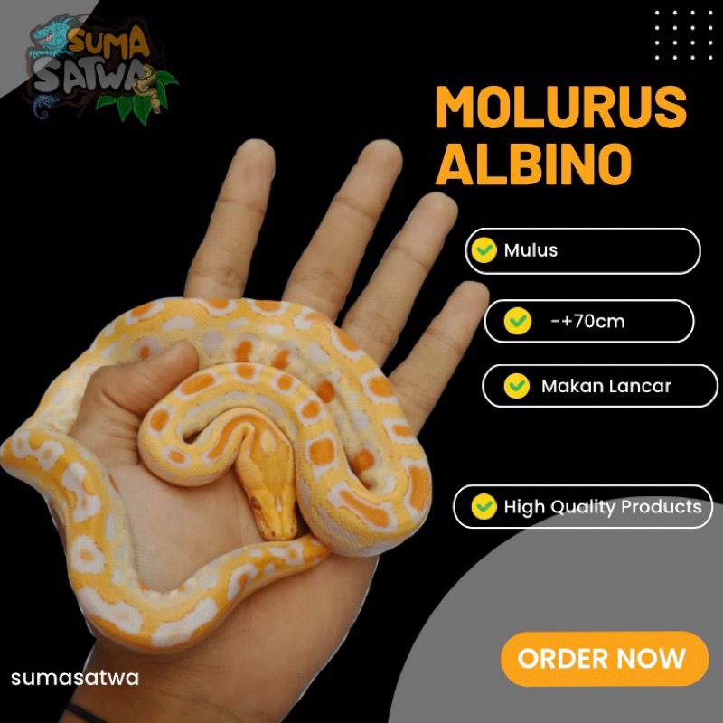 karet molurus/molu albino
