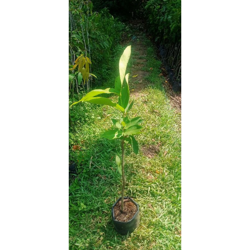 bibit jambu air cincalo hijau