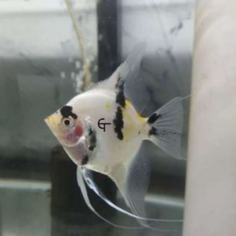 Manfish KOI 3cm kurleb/Aksesoris kebutuhan akuarium