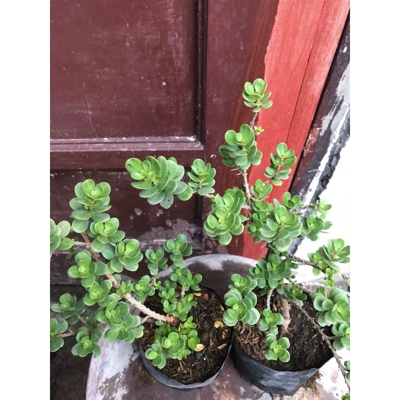 (dapat 2 pohon) Santigi mawar daun bulat