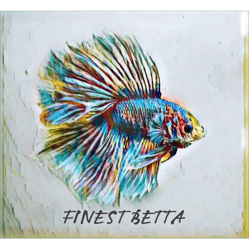 fccp dan yellow fancy