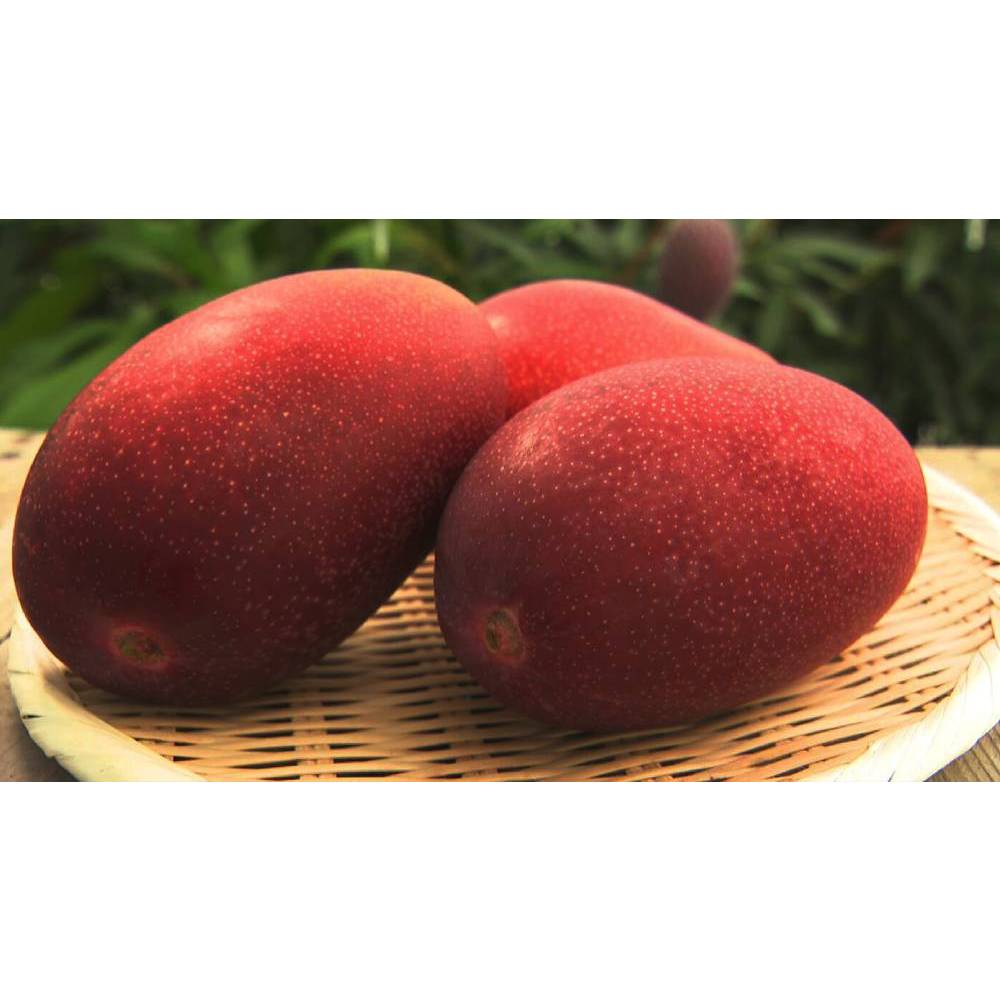 Indukan Mangga Miyazaki BERBUNGA BATANG BESAR